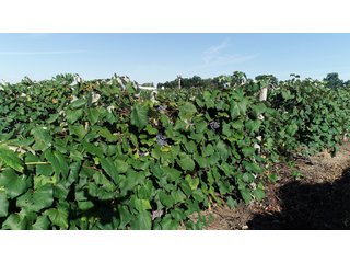 Van Buren County, Michigan Farmland - LAND AUCTION - 300+/- ACRES SPECIALTY CROP - GRAPES AND HOPS - OFFERED IN 8 TRACTS IN VAN BUREN COUNTY, MICHIGAN